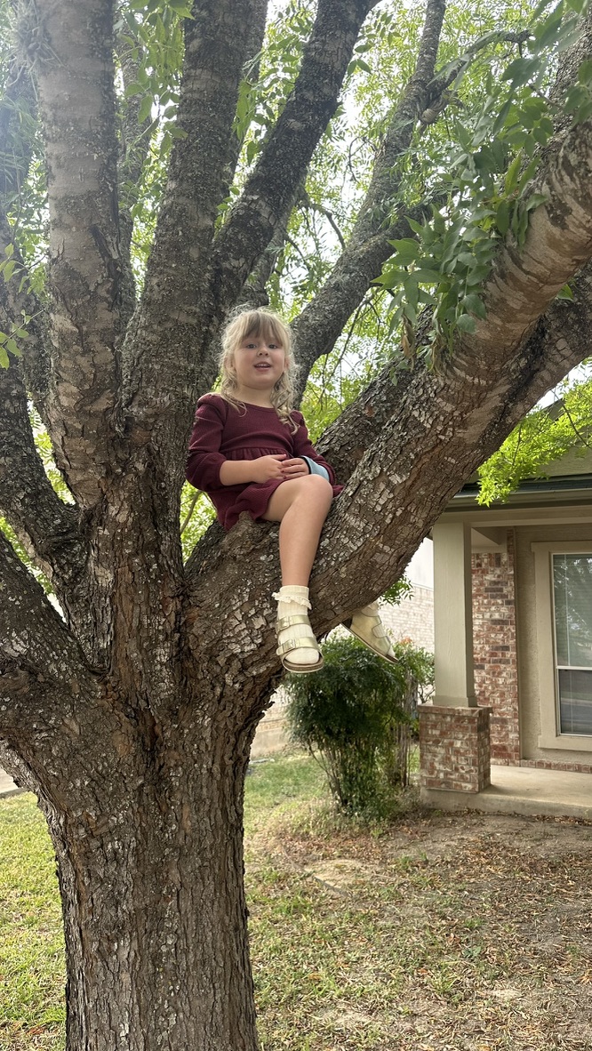 Willow sitting up in a backyard tree